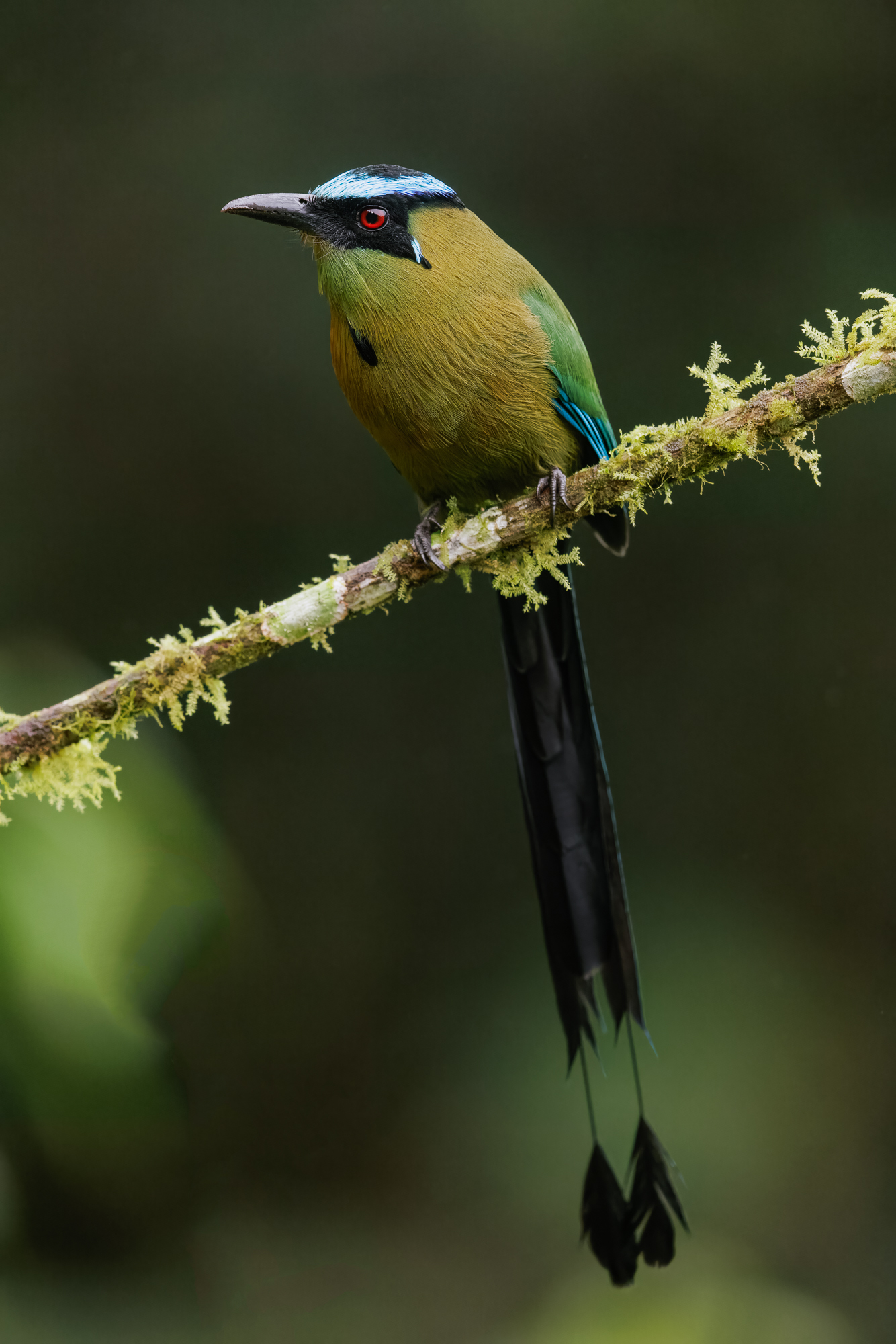 Cali - Andean Motmot-Edit
